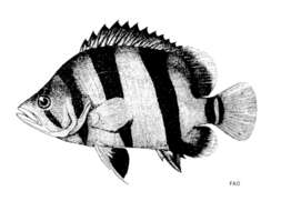 Image of Finescale tigerfish