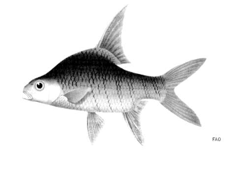 Image of Bulu Barb