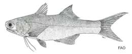 Image of Tassel fish