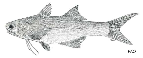 Eleutheronema tridactylum (Bleeker 1849) resmi