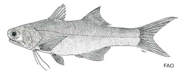 Plancia ëd Eleutheronema tridactylum (Bleeker 1849)