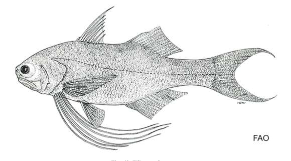 Image of Javanese threadfin