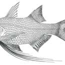 Image of Splendid threadfin