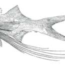 Image of Dwarf paradise fish