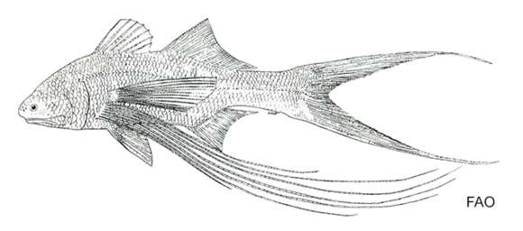 Image of Parapolynemus