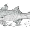 Image of River threadfin
