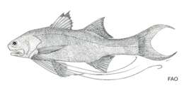 Image of River threadfin