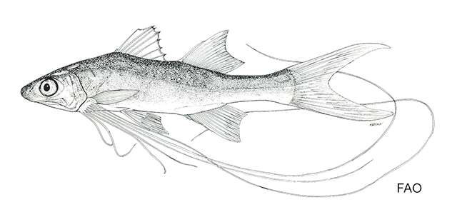 Image of River threadfin