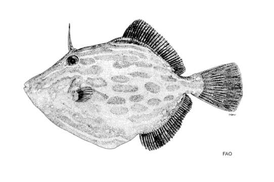 Image of Deep-bodied leatherjacket