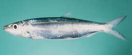 Image of Slender rainbow sardine