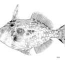 Image of Rough leatherjacket