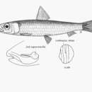 Image of Delicate round herring
