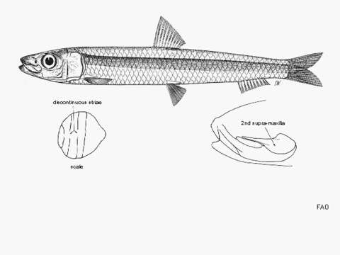 Imagem de Spratelloides gracilis (Temminck & Schlegel 1846)