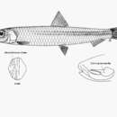 Image of Lewis&#39; round herring