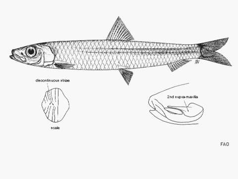 Image of Lewis&#39; round herring