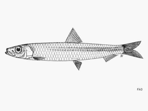 Image of Lewis&#39; round herring