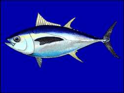 Imagem de Thunnus obesus (Lowe 1839)