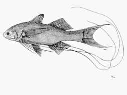 Image of Borneo threadfin
