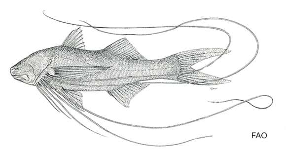 Image of Hornaday&#39;s paradise fish