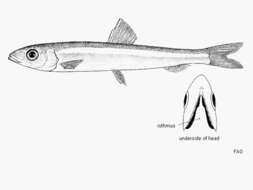 Image of Little-eye Herring