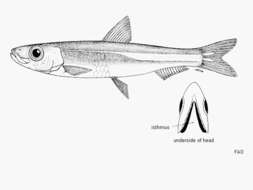 Image of Short-striped round herring