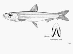 Image of Dwarf herring