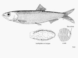 Image of New Zealand blueback sprat