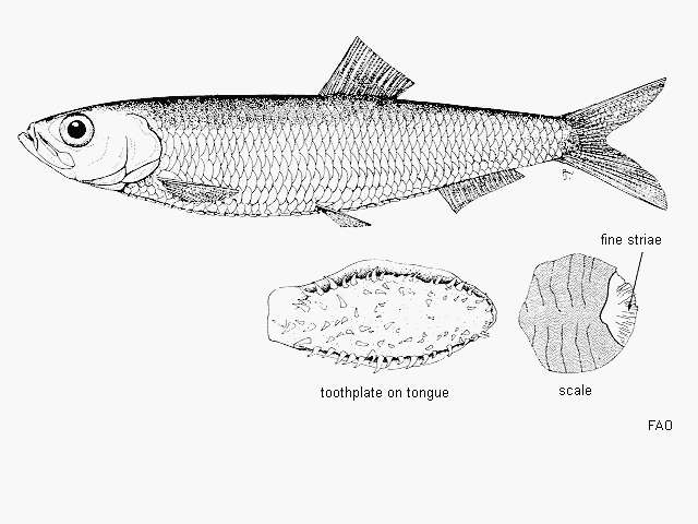 Image of New Zealand blueback sprat