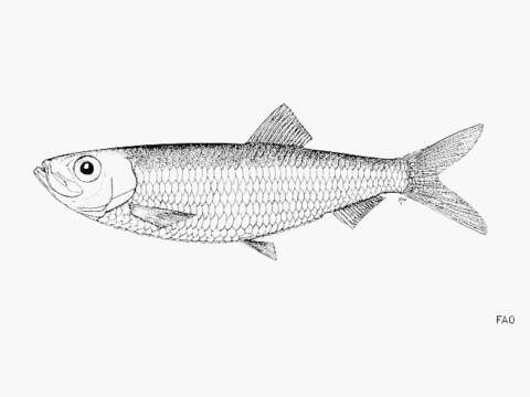 Image of New Zealand sprat