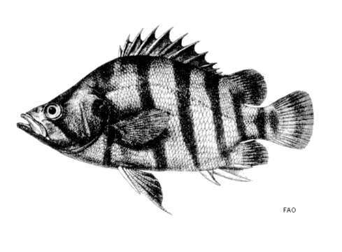 Image of Silver Tiger fish