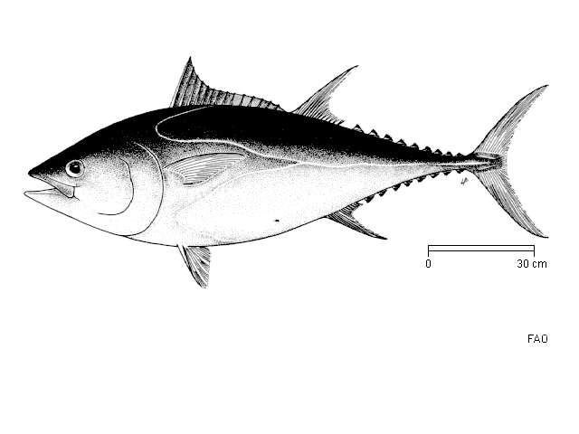 Imagem de Thunnus thynnus (Linnaeus 1758)