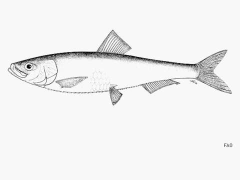 Image of Black and Caspian Sea sprat