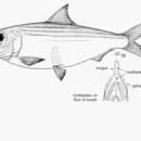 Image of Loose-scaled sardine