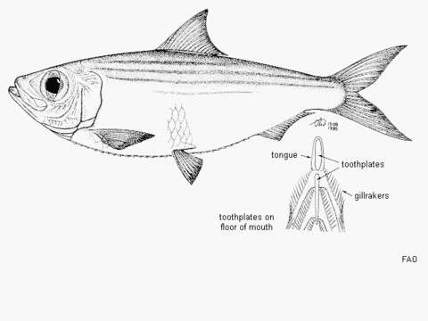 Imagem de Harengula humeralis (Cuvier 1829)