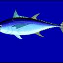 Image of Northern bluefin tuna
