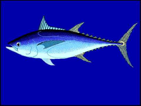 Imagem de Thunnus tonggol (Bleeker 1851)