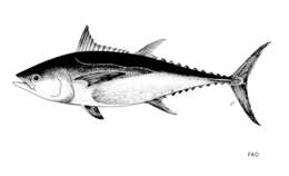 Plancia ëd Thunnus tonggol (Bleeker 1851)