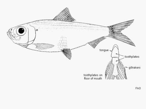 Image of Guiana Herring