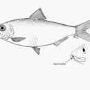 Image of Flatiron herring