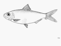 Image of Flatiron herring
