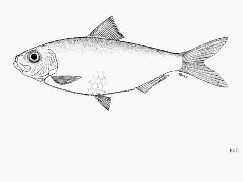 Image of Flatiron herring