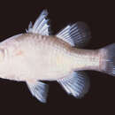 Image of Pearlycheek cardinalfish