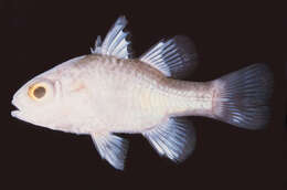 Image of Pearlycheek cardinalfish