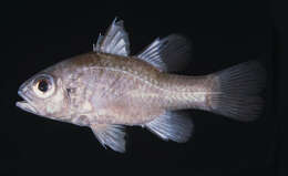 Image of Pearlycheek cardinalfish