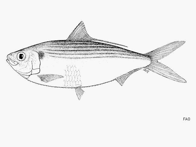 Image of Galapagos thread herring