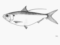 Image of Deep-bodied Pacific thread herring