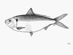 Image of Middling thread herring