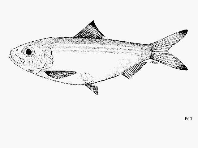 Image de Herklotsichthys blackburni (Whitley 1948)