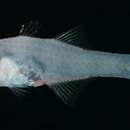 Image of Glassy cardinalfish