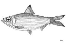 Image de Herklotsichthys castelnaui (Ogilby 1897)